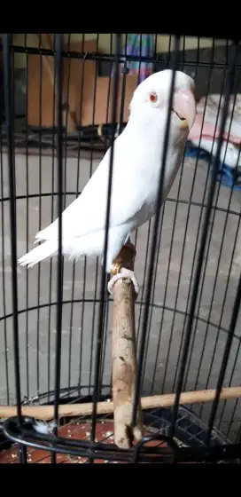 Lovebird albino mata merah dewasa