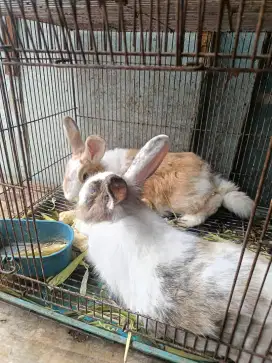 Kelinci & marmut