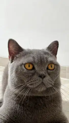 British shorthair