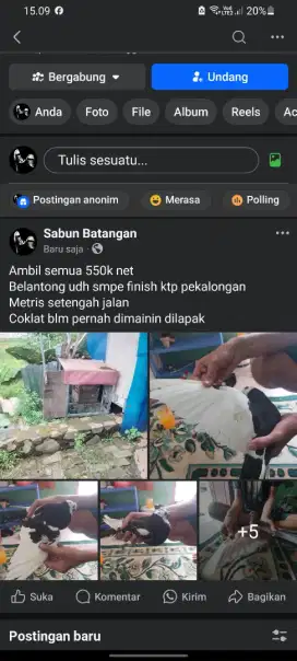 Burung dara kolongan