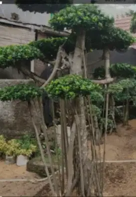 Bonsai beringin dolar