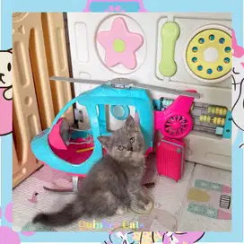 Kucing Himalaya x BSH Betina Blue Tortie