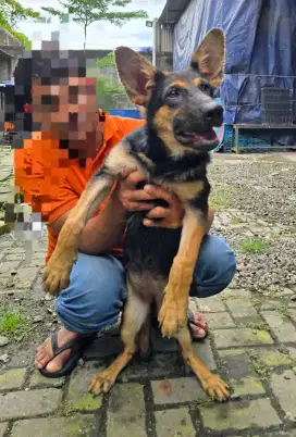 Herder betina puppy stb