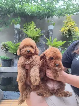 Jual red poodle