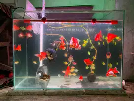 Aquarium dan isi nya 90x40x60