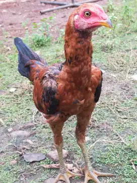 DIJUAL ANAKAN AYAM PAMA