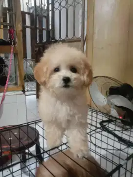 Toy poodle
Betina
3bulan