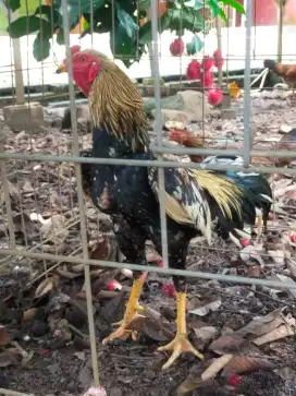 AYAM PAKHOY MUDA