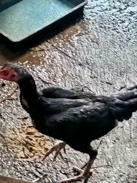 Ayam Hayam borongan