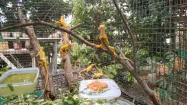 Iguana albino & green