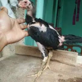 Anak ayam bangkok selatan