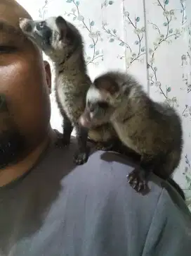 sepasang Musang pandang free kandang jinak total aman buat anak kecil