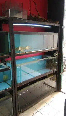 Aquarium 120cm 3 pcs dan rak besi fullset