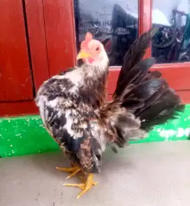 Ayam Serama jantan 1 ekor.warna bagus.di Jagakarsa Jakarta Selatan