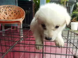 Mix golden puppies