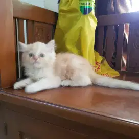 Kucing Persia Kitten