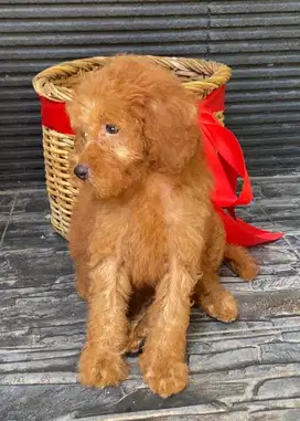 Anjing Poodle Jantan Red