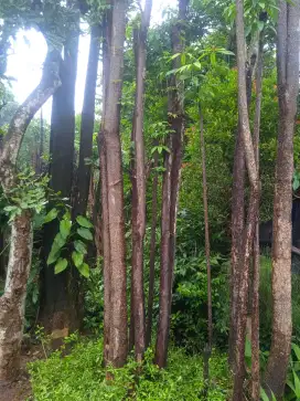 Pule hitam beruping lingkar 2 meter..