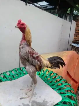 Ayam Bangkok aduan pukul saraf