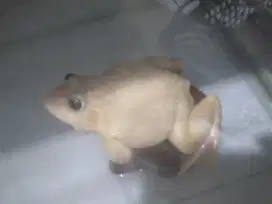 Kodok bullfrog albino mata merah bisa besar