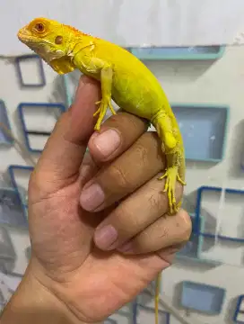 iguana red albino