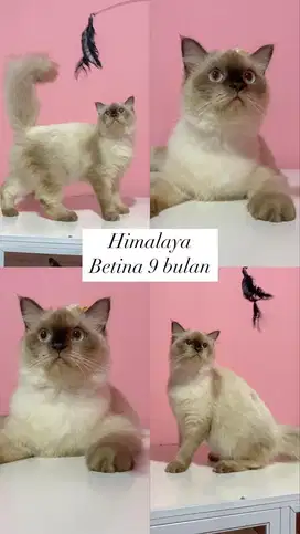 Betina himalaya