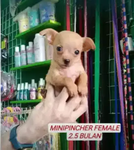 Baby Minipincher female