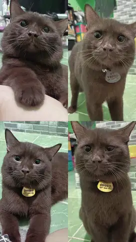 Kucing british short hair choco , Bsh choco cinnamon