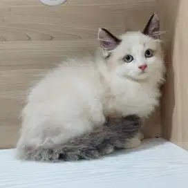 Kucing Kitten Ragdoll Seal Bicolor simetris Betina NON PED