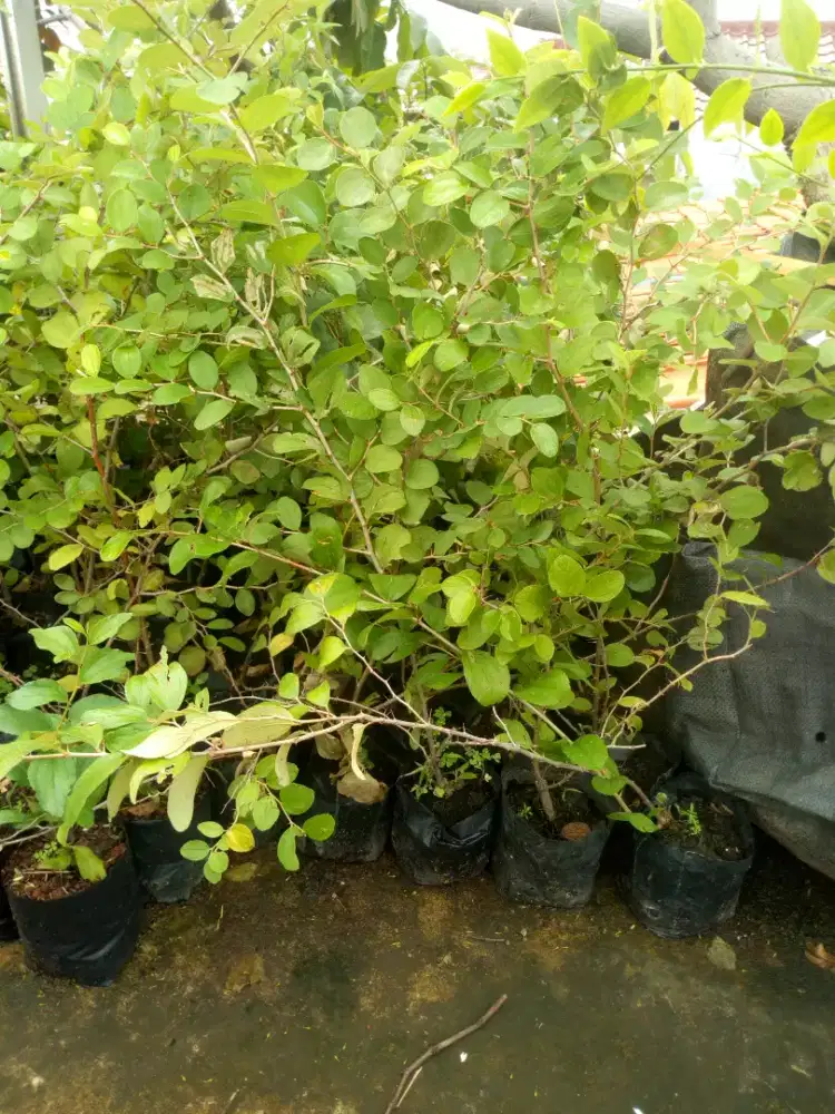 Bibit bidara arab untuk ruqyah