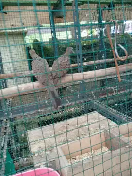 Di jual burung perkutut lokal cemani kolbuntet sepasang