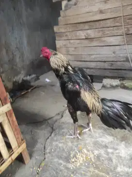 Jual ayam Bangkok 10 Bulan