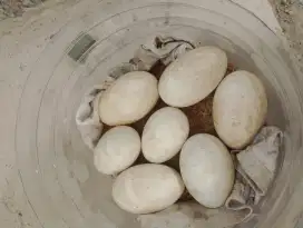 Telur Soang / Angsa