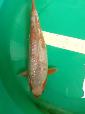 Ikan koi Sabikoyo Ginrin antik bagus jumbo