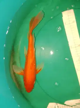 Ikan koi jenis Benigoi Slayer 36cm