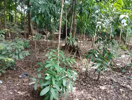 Dijual Tanah kapling/kebun Di Beber