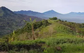 Tanah pertanian kopi, sorgum, kayu atau peternakan