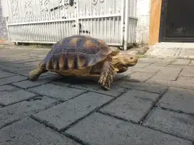Jual Kura Kura Darat Sulcata