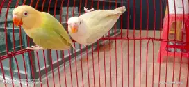 Lovebird Bio Aqua PF B2