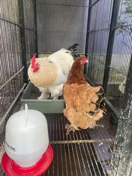 Ayam Brahma Sepasang Bertelur dan Siap Ternak