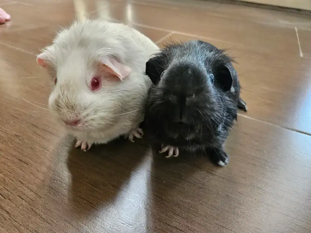 Dijual 2 Guinea Pig American Lucu Sepasang