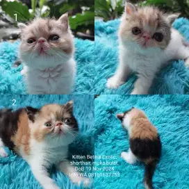 Adopsi kitten betina exotic, short hair 3 warna