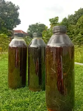 Urine (kencing) Kelinci