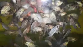 Ikan louhan burayak Cencu two tone  3 sd 3,5 cm