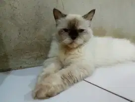 Kucing betina Himalaya