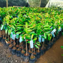 Bibit durian musangking berlabel