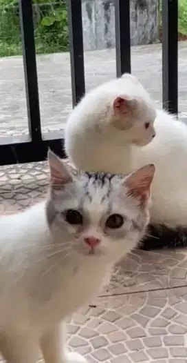 Scottish fold sepasang