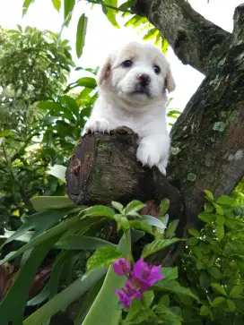 Anakan anjing lucu gemesin golden mixbreed samoyed istimewa