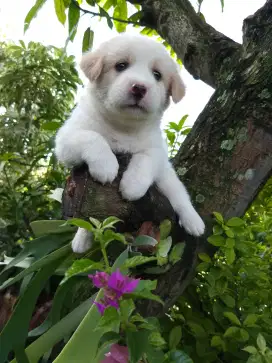 Anakan anjing lucu gemuk gemesin golden mixbreed samoyed istimewa