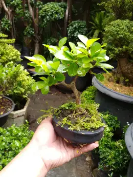 Bonsai hias mini sianci berbunga dan berbuah istimewa